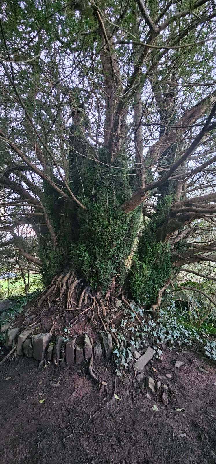An ancient yew tree with sprawling roots
